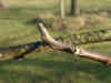 i-juglans_regia2.jpg (31565 Byte)