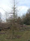 i-larix_kaempferi0.jpg (43869 Byte)