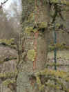 i-larix_kaempferi1.jpg (47853 Byte)