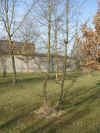 i-nothofagus_antarctica0.jpg (55706 Byte)