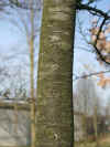 i-nothofagus_antarctica1.jpg (34037 Byte)