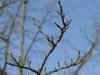 i-nothofagus_antarctica2.jpg (35056 Byte)