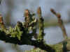 i-nothofagus_antarctica3.jpg (35195 Byte)