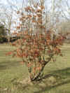 i-perrotia_americana0.jpg (47223 Byte)