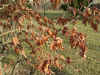 i-perrotia_americana1.jpg (110704 Byte)