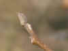 i-perrotia_americana2.jpg (21651 Byte)