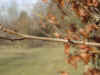 i-perrotia_americana3.jpg (32661 Byte)