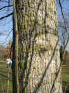 i-populus_balsamifera1.jpg (63994 Byte)