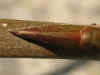 i-populus_balsamifera2.jpg (30748 Byte)