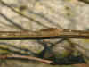 i-populus_balsamifera3.jpg (34240 Byte)