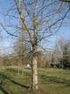 i-populus_balsamifera.jpg (58618 Byte)