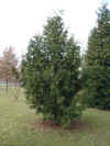 i-thuja_standishii0.jpg (42544 Byte)