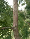 i-thuja_standishii1.jpg (37425 Byte)