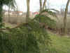 i-thuja_standishii2.jpg (76970 Byte)