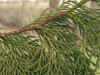 i-thuja_standishii3.jpg (77683 Byte)