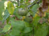 juglans_regia_fruechte.jpg (239116 Byte)