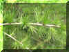 mai-larix_kaem_1.jpg (38150 Byte)
