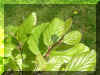 mai-perrotia_1.jpg (42281 Byte)