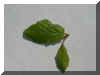 mai-perrotia_2.jpg (26629 Byte)