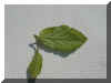 mai-perrotia_3.jpg (26263 Byte)