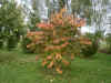 perrotia_persica_herbst.jpg (261868 Byte)
