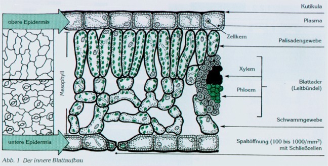 Querschnitt laubblatt